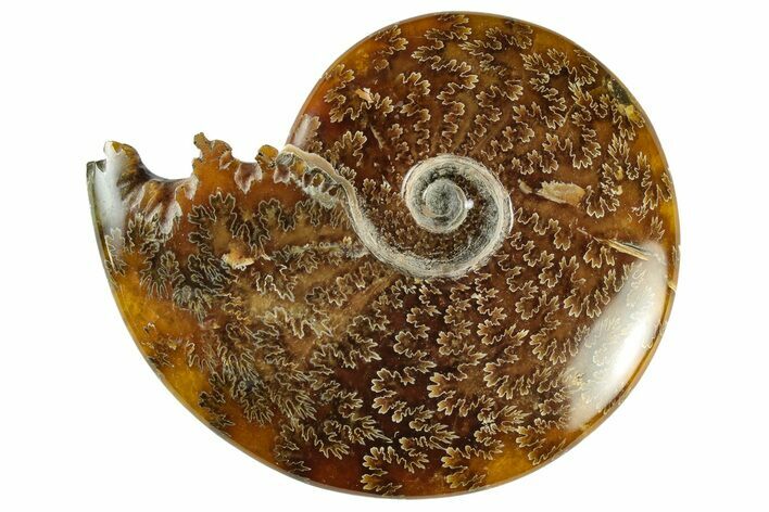 Polished Ammonite (Cleoniceras) Fossil - Madagascar #233514